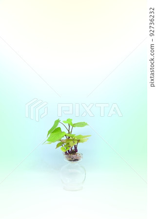 紅薯的發芽 紅薯的發芽 92736232
