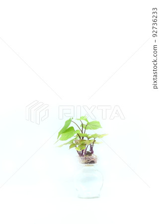 紅薯的發芽 紅薯的發芽 92736233