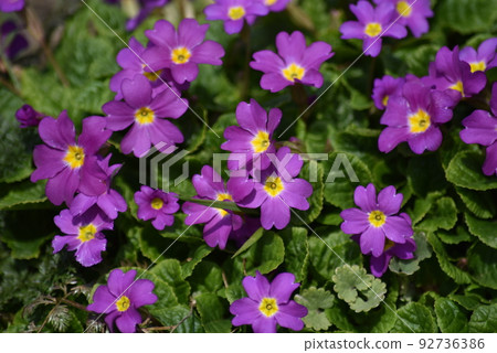 Purple primula flowers Purple primula flowers 92736386