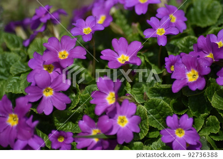 Purple primula flowers Purple primula flowers 92736388