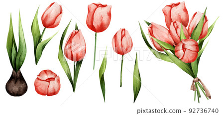 Watercolor set of tulips on a white background.... - Stock Illustration ...