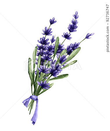 A bouquet of lavender flowers tied with a ribbon. Watercolor illustration of delicate purple flowers. 92736747
