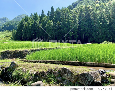 Aota of terraced rice fields that shine against the blue sky and deep green [Yotsuya Senmaida / Shinshiro City, Aichi Prefecture] 92737051