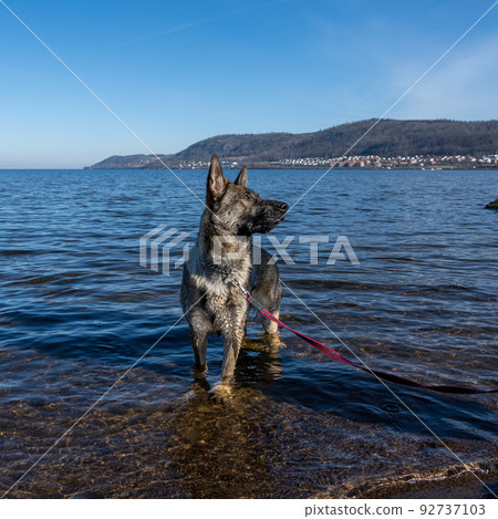 A young German Shepherd in a lake. Sable colored working line breed A young German Shepherd in a lake. Sable colored working line breed 92737103