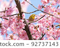 Mejiro和Kawazu櫻桃樹 92737143
