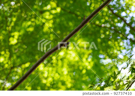 cicada perched on a tree branch 92737410