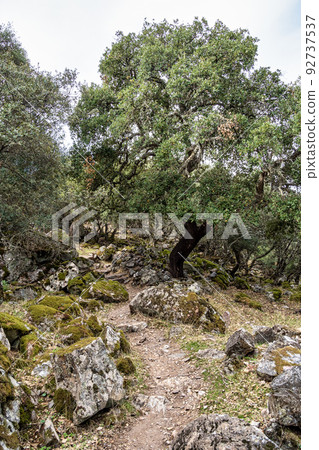 Landscape view of Monfrague National Park. Caceres, Extremadura, Spain 92737537