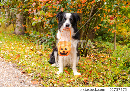 Trick or Treat concept. Funny puppy dog border collie holding pumpkin basket in mouth sitting on fall colorful foliage background in park outdoor. Preparation for Halloween party Trick or Treat concept. Funny puppy dog border collie holding pumpkin basket in mouth sitting on fall colorful foliage background in park outdoor. Preparation for Halloween party 92737573