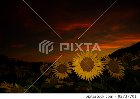 向日葵的夜晚 92737701