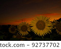 向日葵的夜晚 92737702