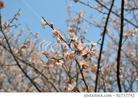 Plum blossoms in full bloom (pink) Plum blossoms in full bloom (pink) 92737742
