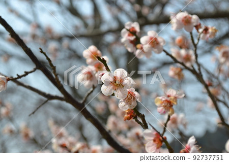 Plum blossoms in full bloom (pink) Plum blossoms in full bloom (pink) 92737751