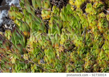 Sempervivum tectorum, common Houseleek. Perennial plant growing in flower pot. Sempervivum in nature. Liveforever plant, succulent Sempervivum tectorum, common Houseleek. Perennial plant growing in flower pot. Sempervivum in nature. Liveforever plant, succulent 92738914