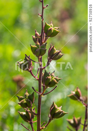 Seeds on stalks Dictamnus Albus is a genus of flowering plant in the family Rutaceae. The flowers white with purple veins or pink, reddish, lilac with dark purple veins 92738916