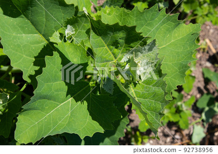 Blitum bonus-henricus, Chenopodium bonus-henricus, Good-king-Henry, Chenopodiaceae. Wild plant shot in summer Blitum bonus-henricus, Chenopodium bonus-henricus, Good-king-Henry, Chenopodiaceae. Wild plant shot in summer 92738956