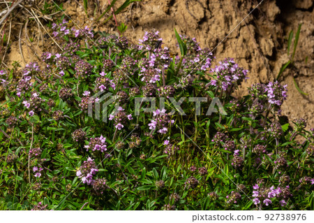 Blossoming fragrant Thymus serpyllum, Breckland wild thyme, creeping thyme, or elfin thyme close-up, macro photo. Beautiful food and medicinal plant in the field in the sunny day Blossoming fragrant Thymus serpyllum, Breckland wild thyme, creeping thyme, or elfin thyme close-up, macro photo. Beautiful food and medicinal plant in the field in the sunny day 92738976