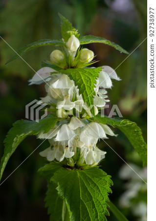 Lamium album, commonly called white nettle or white dead-nettle, is a flowering plant in the family Lamiaceae Lamium album, commonly called white nettle or white dead-nettle, is a flowering plant in the family Lamiaceae 92738977
