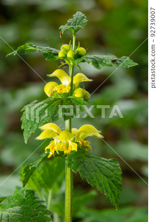 Yellow Archangel, Galeobdolon luteum or Lamium galeobdolon, detail of inflorescence 92739007