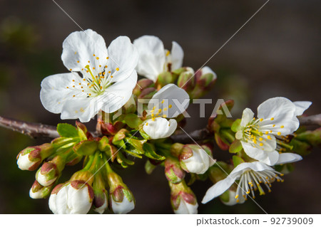 Prunus cerasus flowering tree flowers, group of beautiful white petals tart dwarf cherry flowers in bloom against blue sky in sunlight 92739009