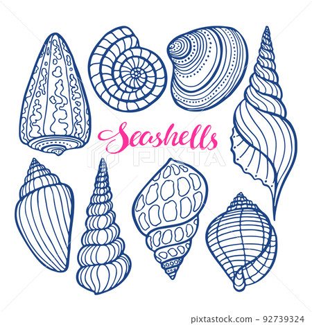set of sketch seashells 92739324