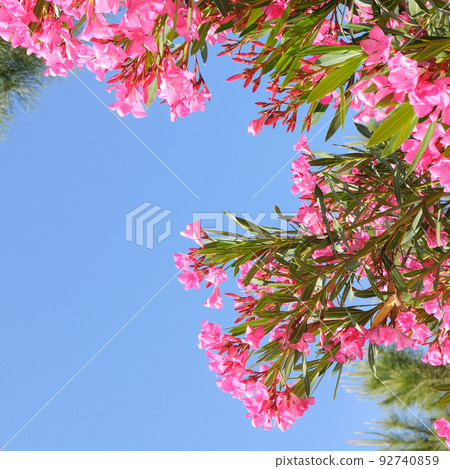 Oleander flowers on a blue sky background. Oleander flowers on a blue sky background. 92740859