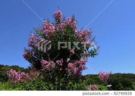 Background material of seasonal flowers Summer flowers, Crape myrtle Background material of seasonal flowers Summer flowers, Crape myrtle 92740938
