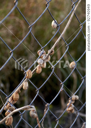 Set of snails on a metal fence 92740949