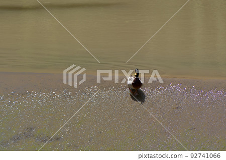 Duck down a crystal clear lake 92741066