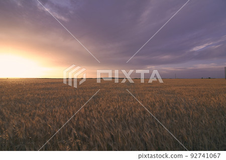 Wheat fields bathed in the sun before harvest Wheat fields bathed in the sun before harvest 92741067
