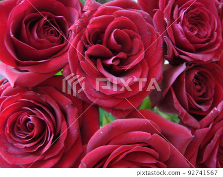 Red roses background. Texture of red flowers. Top view on red roses. Close-up, cropped shot. Nature's beauty. Red roses background. Texture of red flowers. Top view on red roses. Close-up, cropped shot. Nature's beauty. 92741567