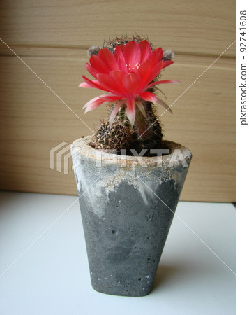 Large red bloom on hedgehog cactus in a pot at home. Two flowers at the same time, blooming thorny plant 92741608
