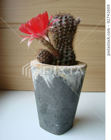 Large red bloom on hedgehog cactus in a pot at home. Two flowers at the same time, blooming thorny plant Large red bloom on hedgehog cactus in a pot at home. Two flowers at the same time, blooming thorny plant 92741609