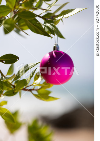 Christmas pink ball on a evergreen plant. Christmas in the tropics. Christmas pink ball on a evergreen plant. Christmas in the tropics. 92742030