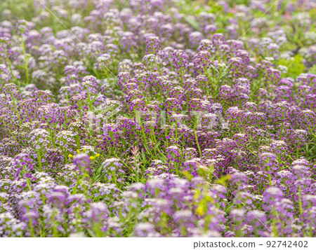 Dainty purple and white flowers of Lobularia maritima Alyssum maritimum, sweet alyssum or sweet alison 92742402
