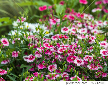 Close up of some beautiful Dianthus Baby Doll, Dianthus Chinensis, flowers growing in garden with leaves and soil, selective growing. 92742403