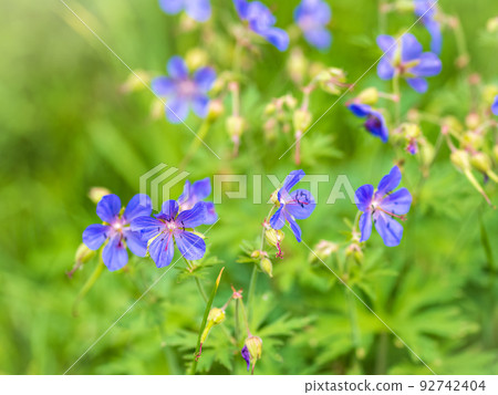 Floral summer background of flowers geranium pratense, meadow cranesbill, in the morning sunlight 92742404