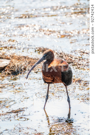 The glossy ibis, latin name Plegadis falcinellus, searching for food in the shallow lagoon. 92742414