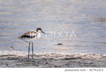 Water bird pied avocet, Recurvirostra avosetta, feeding in the lake. The pied avocet is a large black and white wader with long, upturned beak 92742423