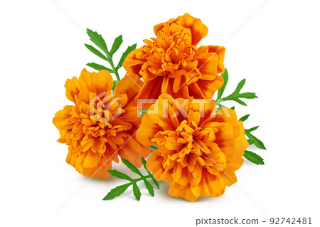 fresh marigold or tagetes erecta flower isolated on white background with full depth of field. fresh marigold or tagetes erecta flower isolated on white background with full depth of field. 92742481