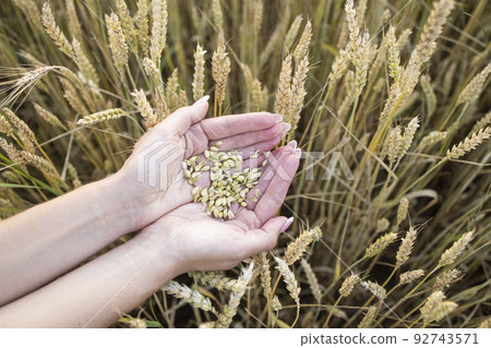 Close-up woman's hands hold a handful of grains of wheat, rye in a wheat, rye field. A woman's hand holds ripe grains of cereals on a blurred background of grain field. View from above Harvest concept Close-up woman's hands hold a handful of grains of wheat, rye in a wheat, rye field. A woman's hand holds ripe grains of cereals on a blurred background of grain field. View from above Harvest concept 92743571