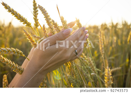 Close-up woman's hands hold ears of wheat, rye in a wheat, rye field. A woman's hand holds ripe ears of cereals on a blurred background of a grain field. The concept of harvesting, food security. Close-up woman's hands hold ears of wheat, rye in a wheat, rye field. A woman's hand holds ripe ears of cereals on a blurred background of a grain field. The concept of harvesting, food security. 92743573