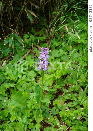 夏天的八幡平是花園 達庫山千鳥 92743582