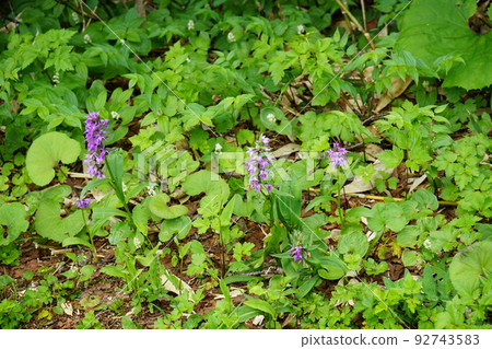 夏天的八幡平是花園 達庫山千鳥 92743583