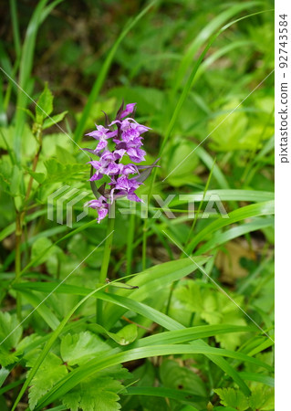 夏天的八幡平是花園 達庫山千鳥 92743584