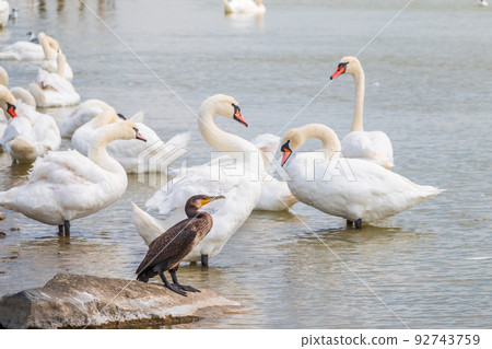 Great cormorant stands among white swans on the lake shore 92743759