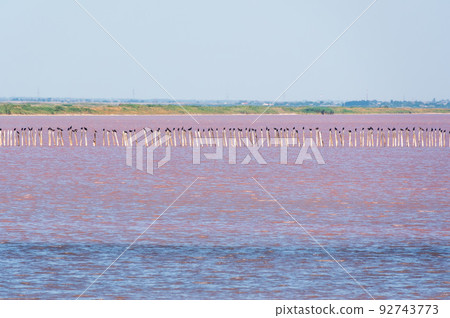 A beautiful salt lake with pink water. 92743773
