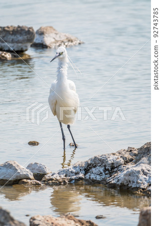 The small white heron or Little egret stands in the lake 92743785