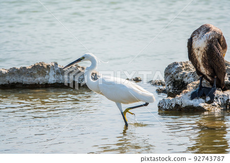 Small white heron, or Little egret, Egretta garzetta, and Great cormorant, Phalacrocorax carbo, sitting on a cliff and looking for fish in shallow water 92743787