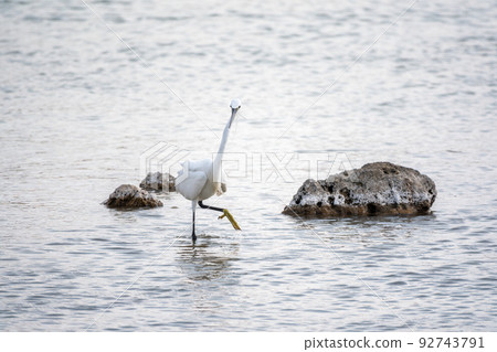 The small white heron or Little egret stands in the lake The small white heron or Little egret stands in the lake 92743791