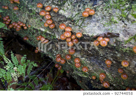 mushroom 92744058